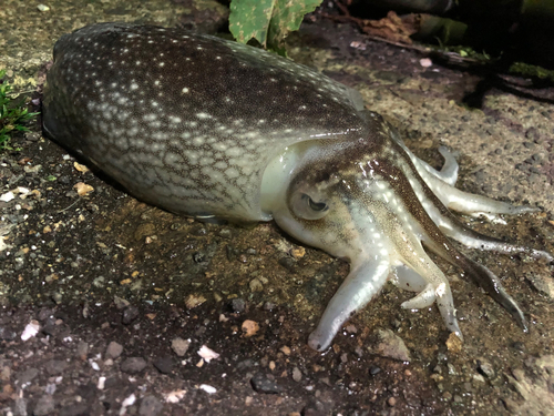 シリヤケイカの釣果