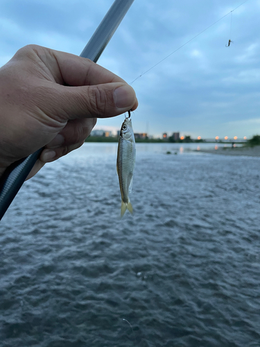 オイカワの釣果