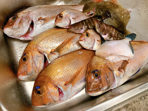 マダイの釣果