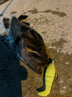 クロソイの釣果