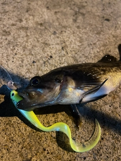 クロソイの釣果