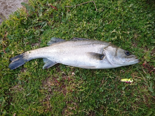 フッコ（ヒラスズキ）の釣果