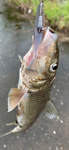 ニゴイの釣果