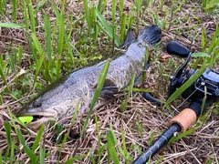 ライギョの釣果