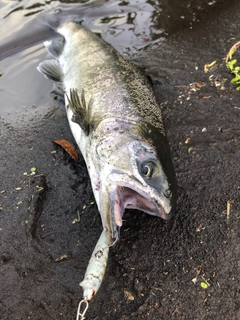 ニジマスの釣果