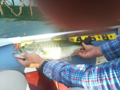 ブラックバスの釣果