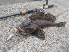 カジカの釣果