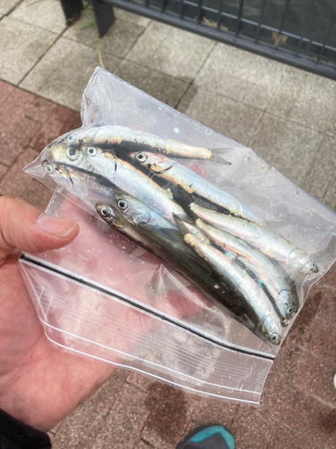 カタクチイワシの釣果