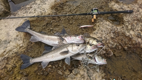 マダカ（マルスズキ）の釣果