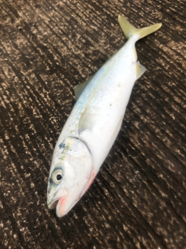 ワカナゴの釣果