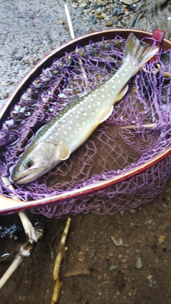 イワナの釣果