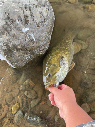 スモールマウスバスの釣果