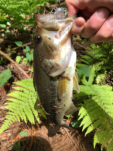 ラージマウスバスの釣果