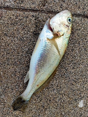 イシモチの釣果