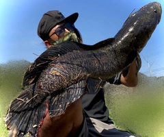 ライギョの釣果