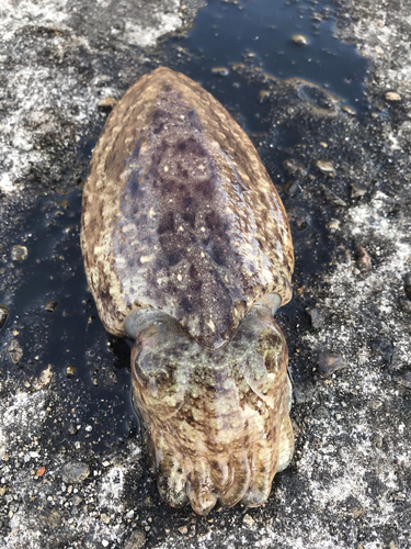 コウイカの釣果