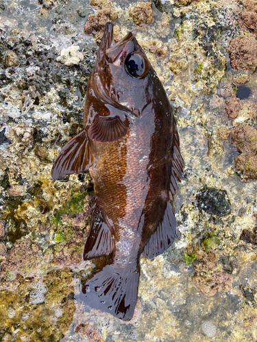 メバルの釣果