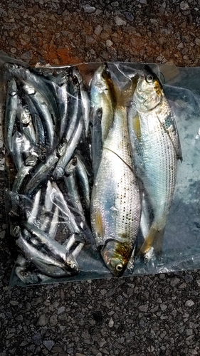 カタクチイワシの釣果