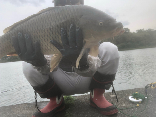 コイの釣果