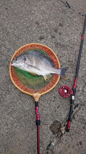 キチヌの釣果