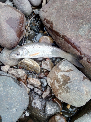 サクラマスの釣果