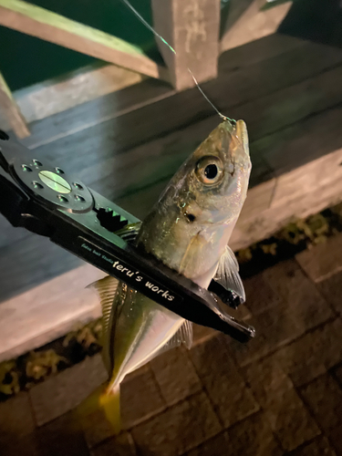 あるかぽーとで釣れたアジの釣り・釣果情報 - アングラーズ