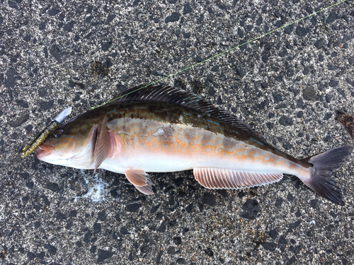 ホッケの釣果