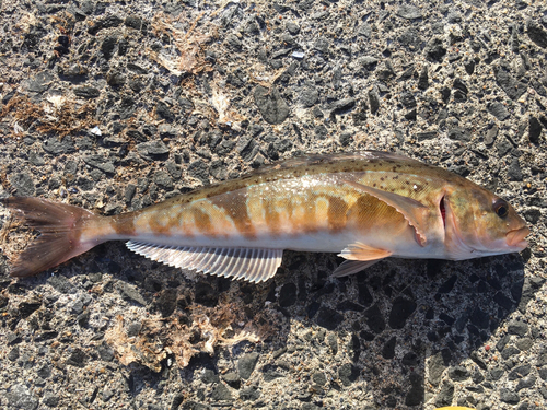 ホッケの釣果