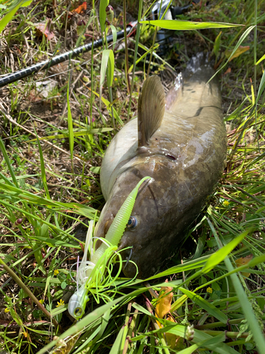 ナマズの釣果