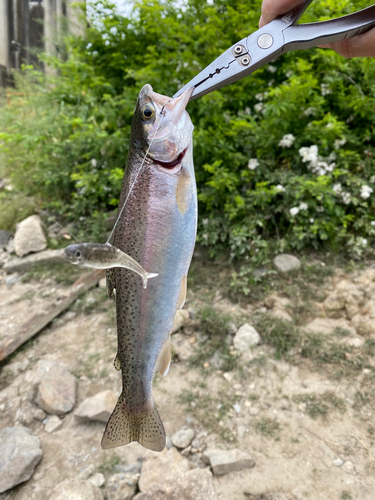 ニジマスの釣果