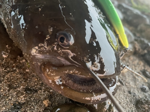 ナマズの釣果