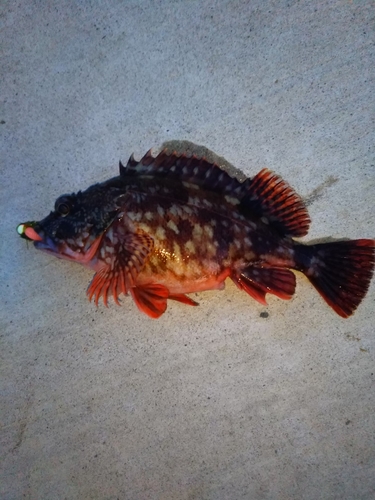 カサゴの釣果