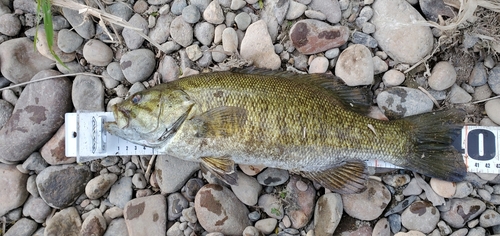 スモールマウスバスの釣果