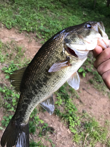 ブラックバスの釣果