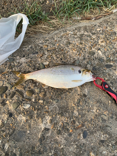 コノシロの釣果