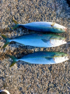 イナダの釣果