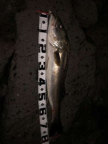 シーバスの釣果