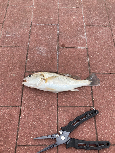 イシモチの釣果