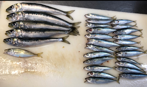 イワシの釣果