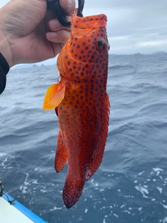 ユカタハタの釣果