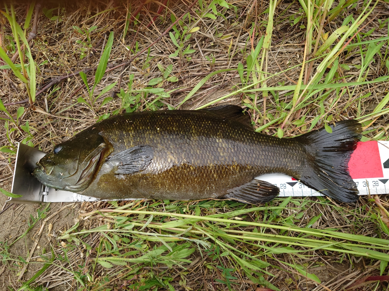 スモールマウスバス