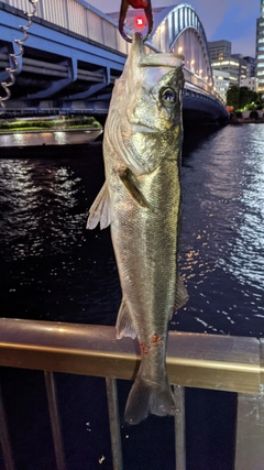 シーバスの釣果