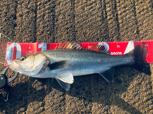 スズキの釣果