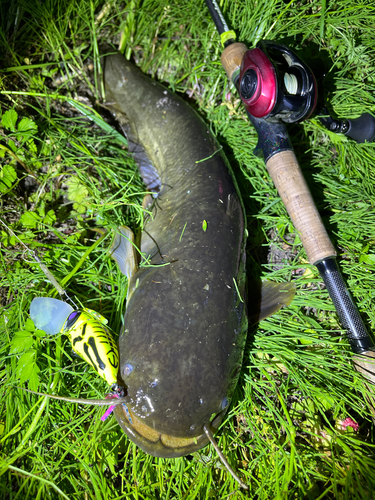 ナマズの釣果