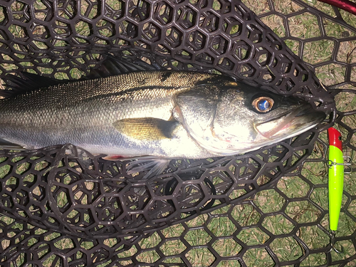 フッコ（マルスズキ）の釣果