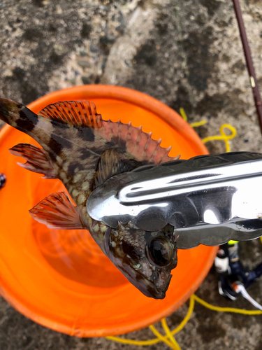 カサゴの釣果