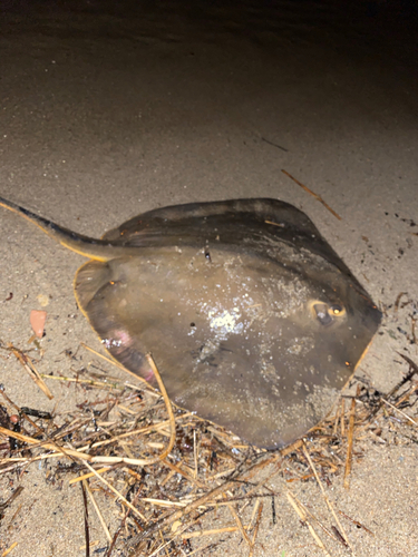 エイの釣果