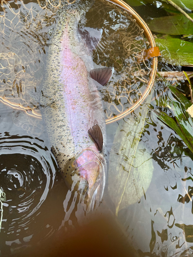 ニジマスの釣果