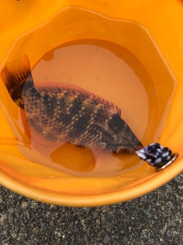 アカササノハベラの釣果