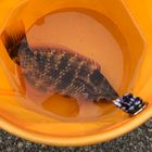アカササノハベラ